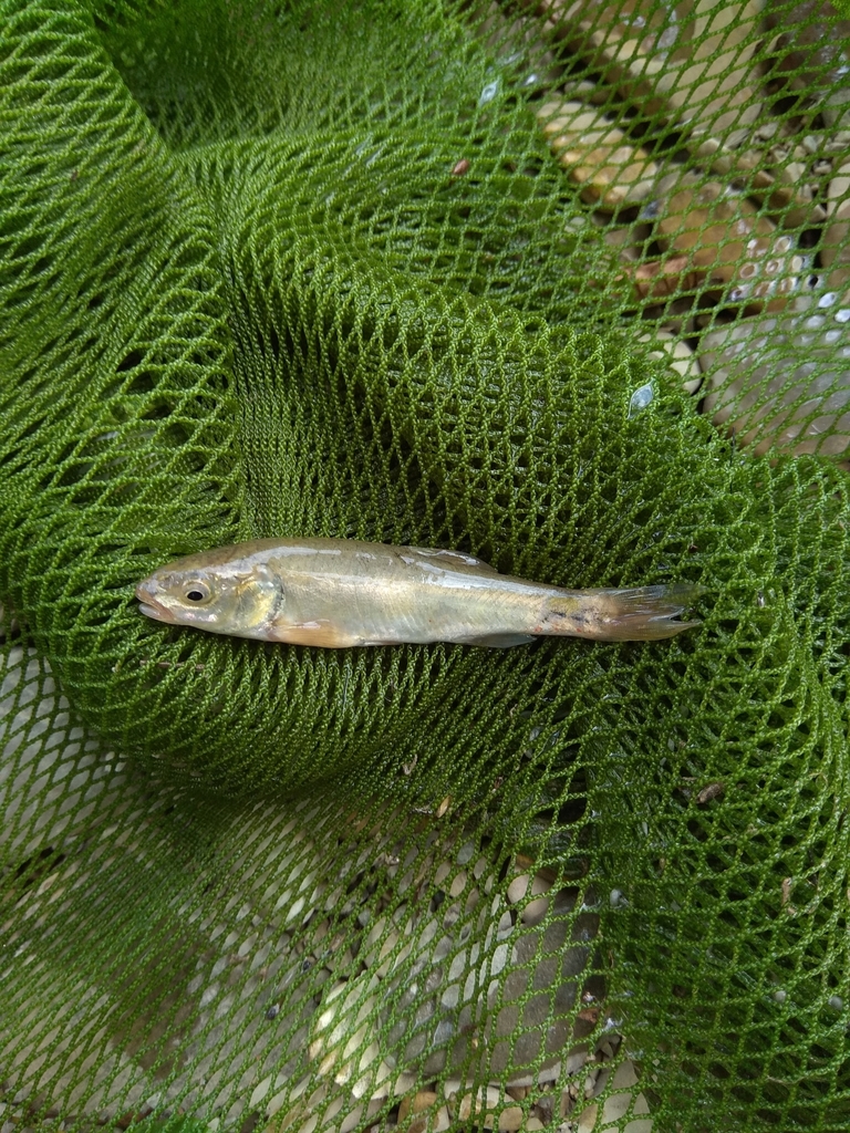 Colchic minnow (Phoxinus colchicus) — Cyprinidae