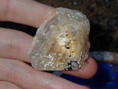 Pterioidea