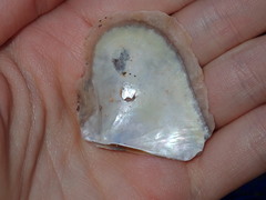 Pterioidea