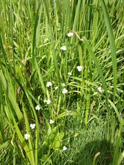 Alisma plantago-aquatica