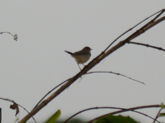 Cisticola anonymus