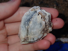 Austromegabalanus nigrescens