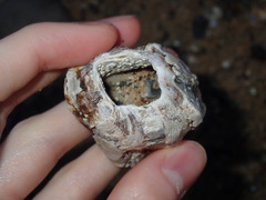 Austromegabalanus nigrescens