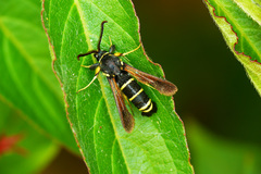 Paranthrene tabaniformis