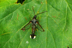 Synanthedon formicaeformis