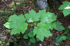 Oplopanax elatus