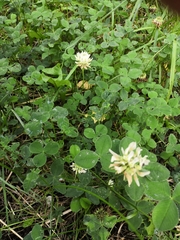 Trifolium repens
