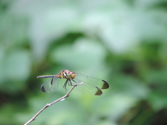 Odonata