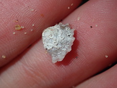 Bellastraea squamifera