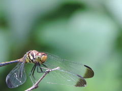 Odonata