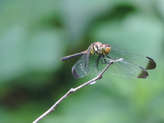 Odonata