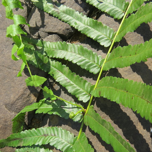 Ampelopteris prolifera image