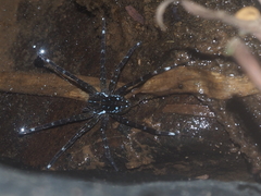 Dolomedes mizhoanus