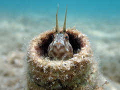 Parablennius tentacularis