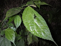 Elatostema