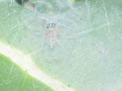 Colyttus
