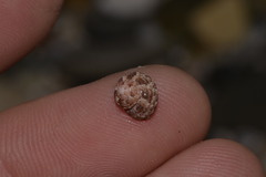 Eurytrochus strangei