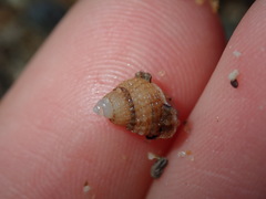 Nassarius albescens