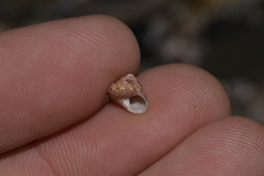 Eurytrochus strangei