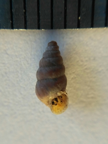 Chondrina arcadica