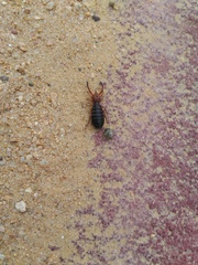 Gluvia dorsalis