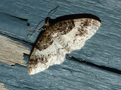 Hydrelia condensata