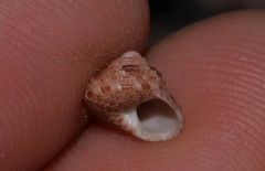 Eurytrochus strangei