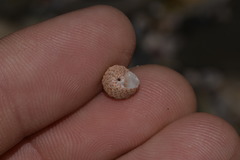 Eurytrochus strangei