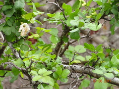 Dolichandrone falcata