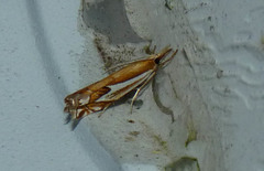 Crambus bidens