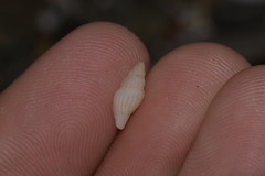 Guraleus tasmanicus