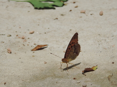 Argynnis ruslana
