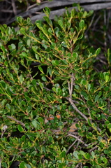 Dodonaea bursariifolia