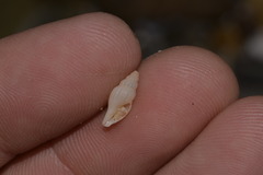 Guraleus tasmanicus