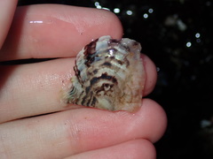 Pterioidea