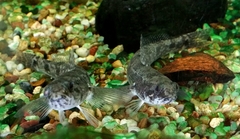 Pseudaphritis urvillii