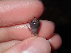 Conus papilliferus