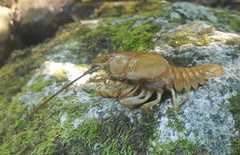 Austropotamobius pallipes