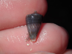 Conus papilliferus