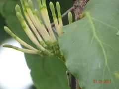 Dendrophthoe falcata