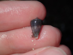 Conus papilliferus