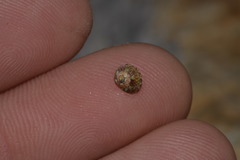 Cantharidella picturata