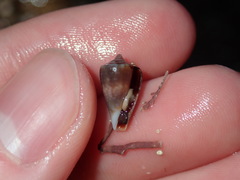 Conus papilliferus