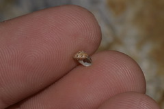 Cantharidella picturata