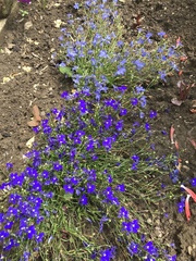 Lobelia erinus