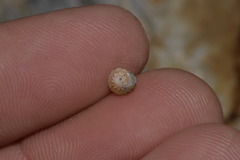 Cantharidella picturata