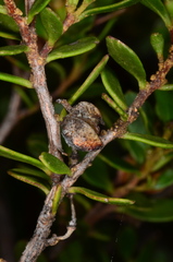 Dodonaea bursariifolia