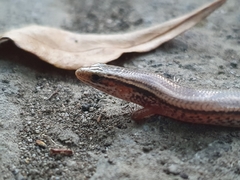 Subdoluseps bowringii