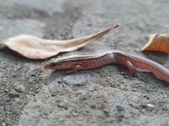 Subdoluseps bowringii