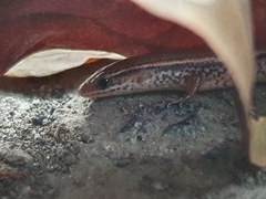 Subdoluseps bowringii